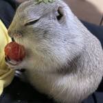 rapinchie