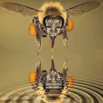 Kingofbees