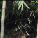 Susham Devi