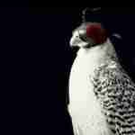 Rashed 38